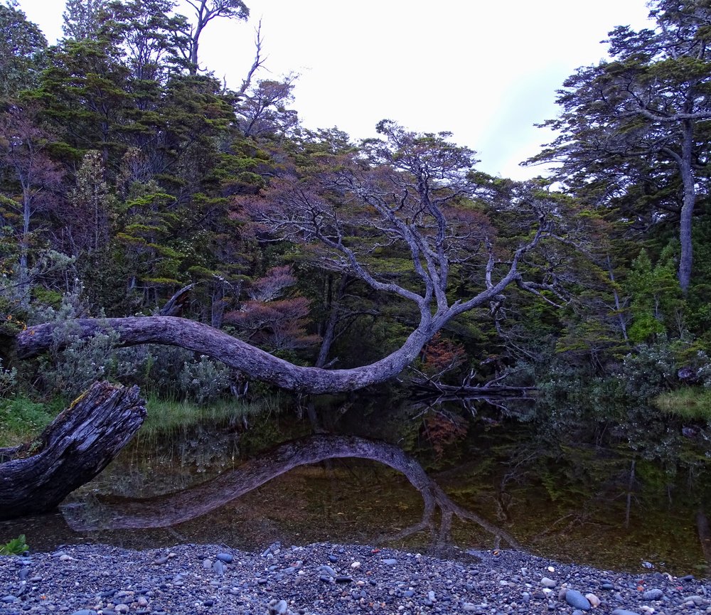 DSC01998ThirstyTree.JPG