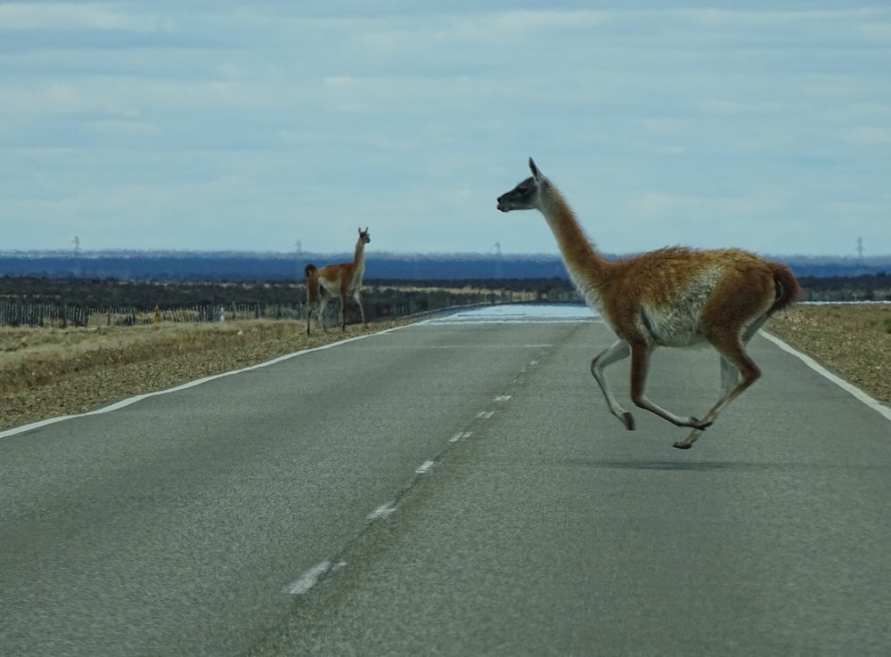 DSC02943FlyingGuanaco.JPG