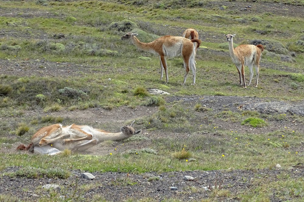 DSC03584RollingGuanaco.JPG