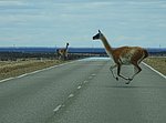 DSC02943FlyingGuanaco.JPG