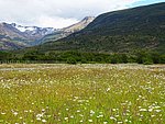 DSC03066PaineSoManyFlowers.JPG