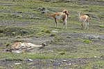 DSC03584RollingGuanaco.JPG