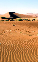 Dunes in the Namib desert