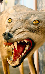Stuffed wolf in the Petaloudes Museum