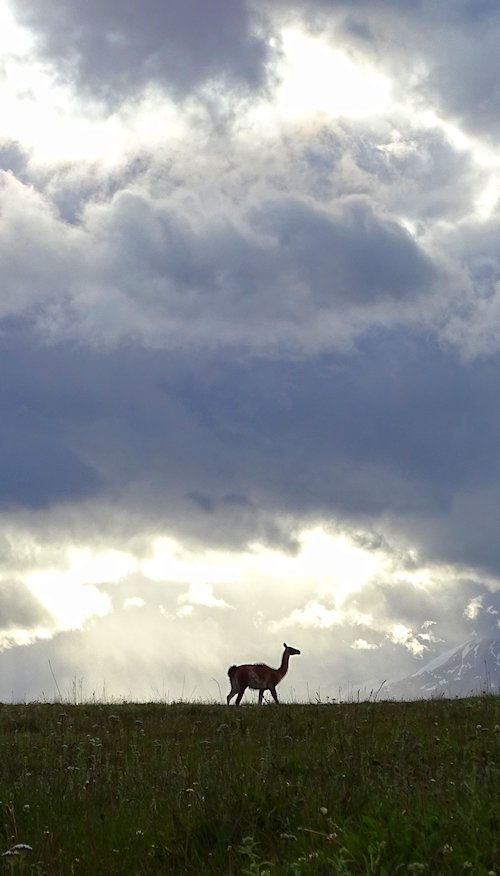 Guanaco posing at sunset in Estancia Valle Chacabuco