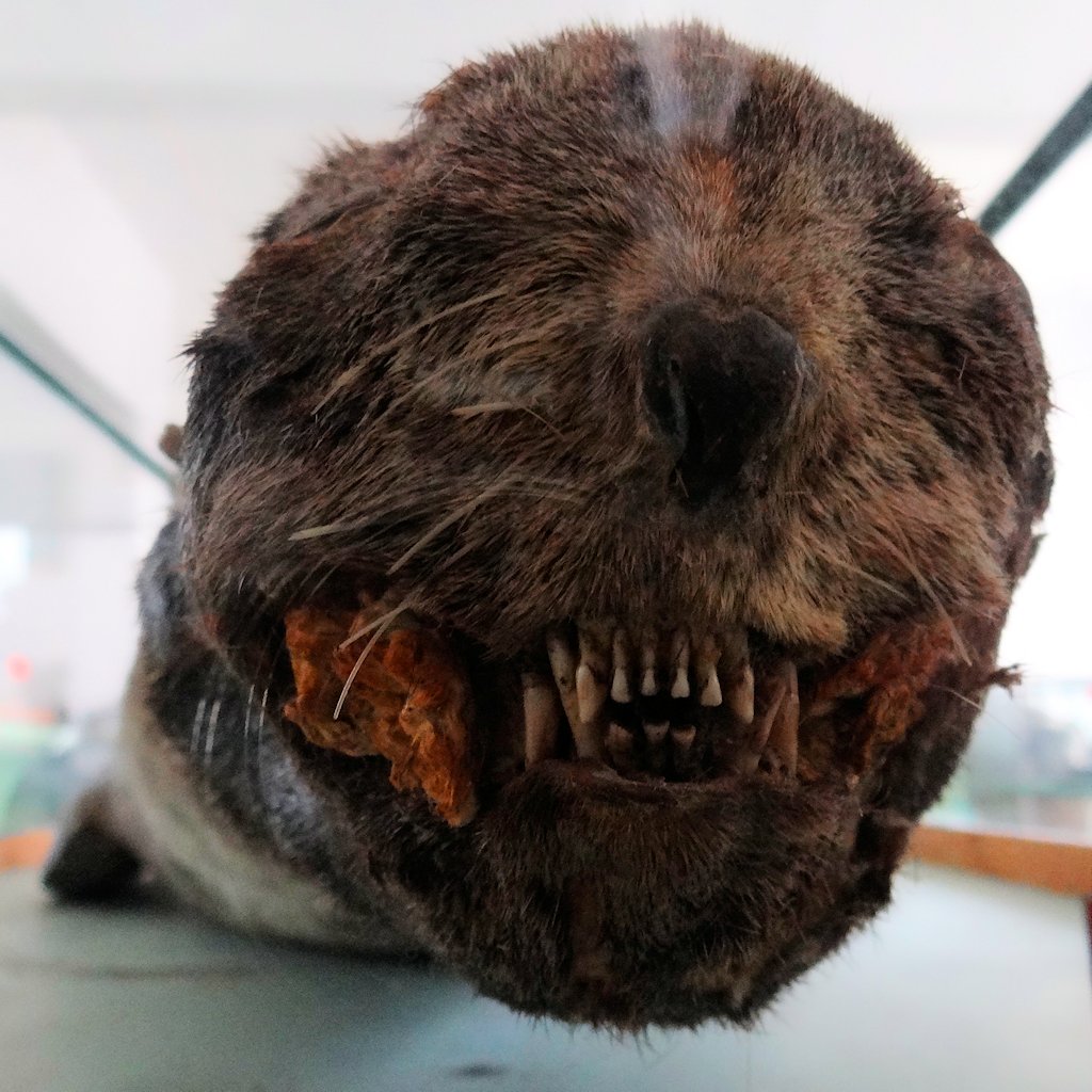 Stuffed seal, displayed and possibly created at the Kim Jong Suk Higher Middle School for Gifted Children.