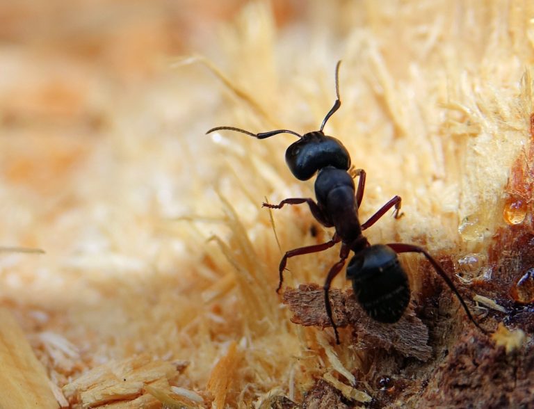 Ants are awesome.