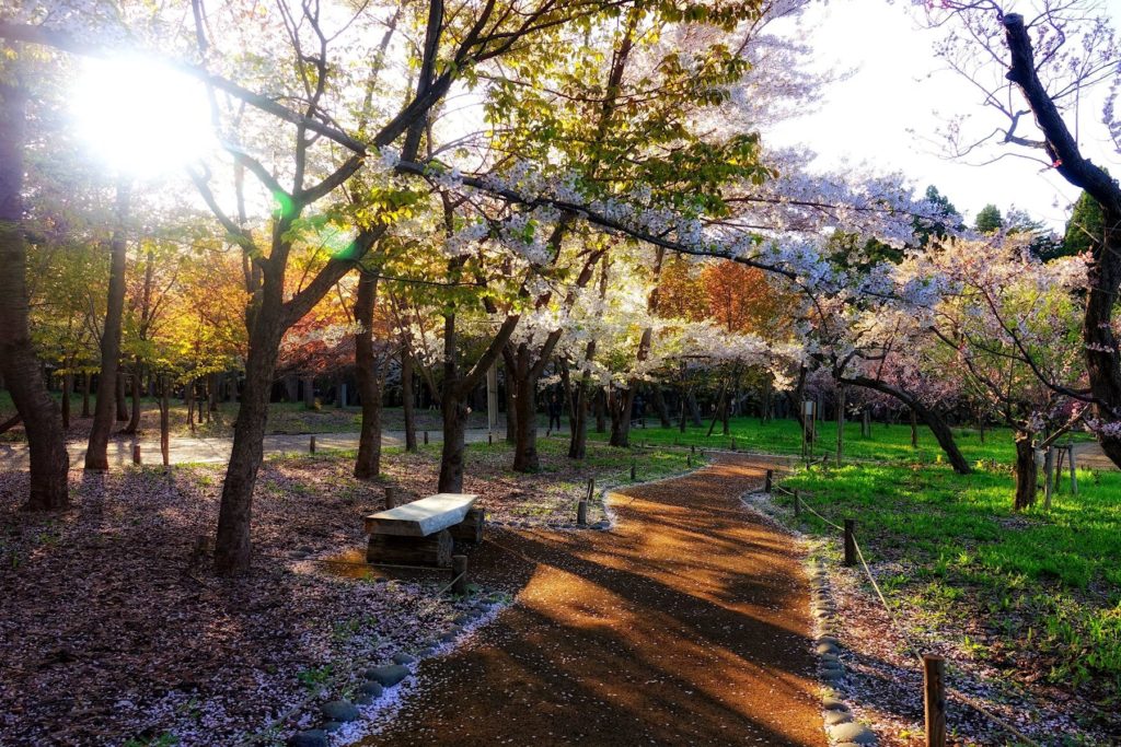 Sakura towards the end, in Maruyama Park, Sapporo, Japan