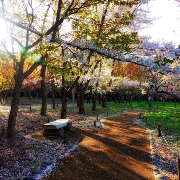 Sakura towards the end, in Maruyama Park, Sapporo, Japan