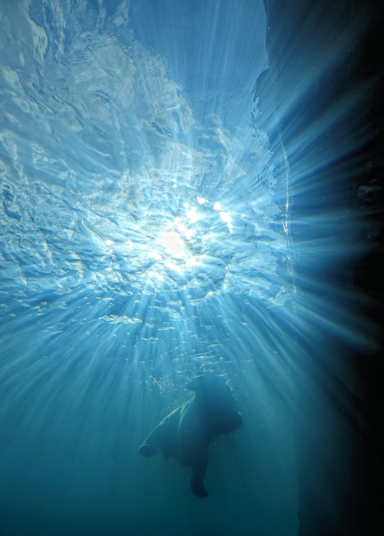 Polar bear swimming, from below.