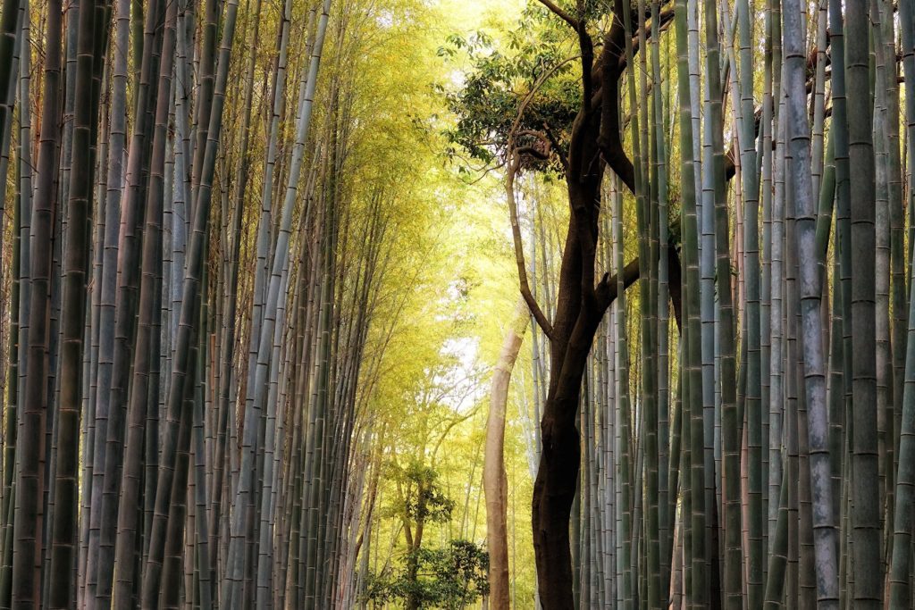 Arashiyama Bamboo Grove, Kyoto, Japan.