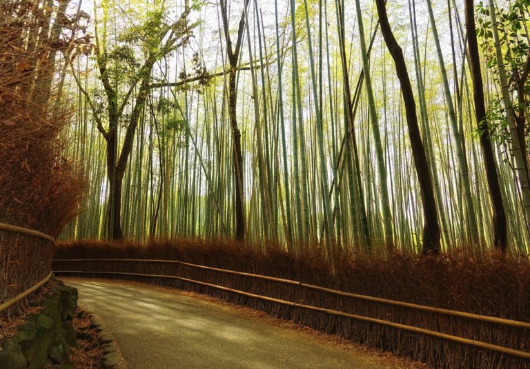 A bend on the trail through Arashiyama Bamboo Grove.
