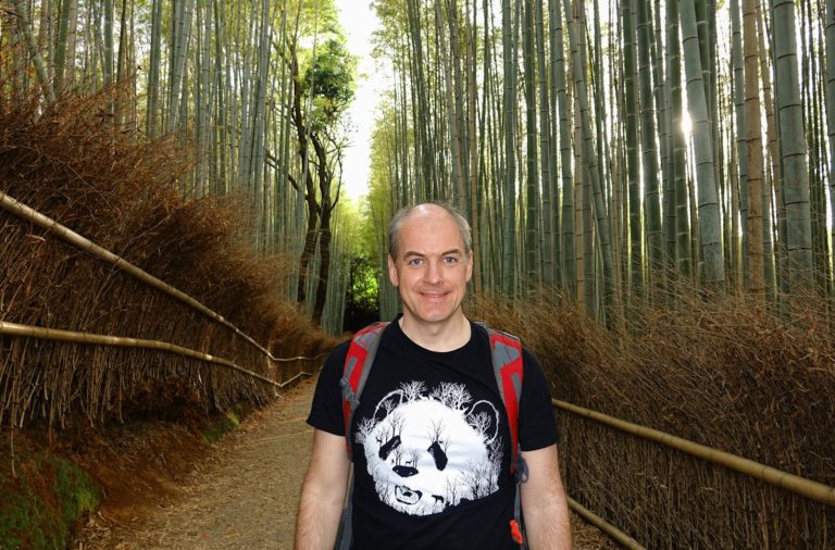 Panda in bamboo forest.