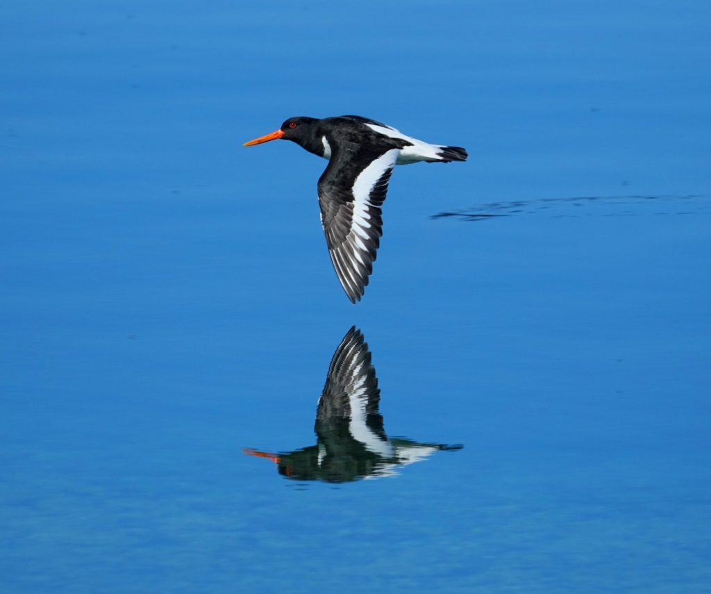 Oystercatchers are skilled in the air, you'll have trouble seeing this guy on the radar.
