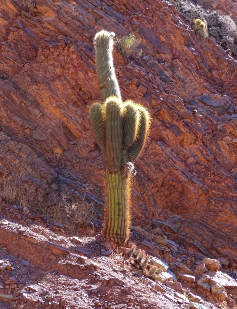 Photo of a cactus that flips us the branch.