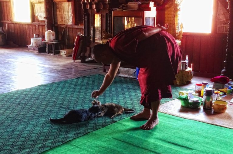 Photo of cats being cared for at a temple on Inle Lake.