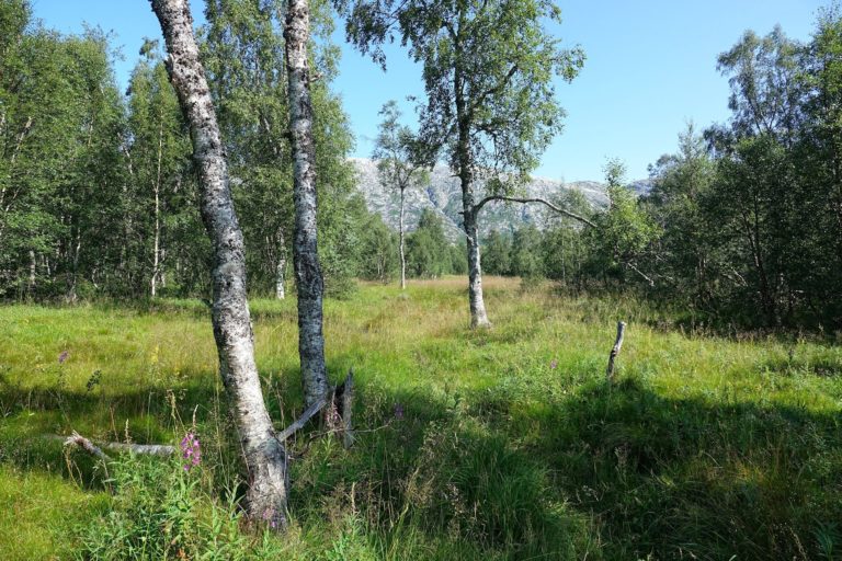 Meadow where the farm in Lomsdalen used to be.