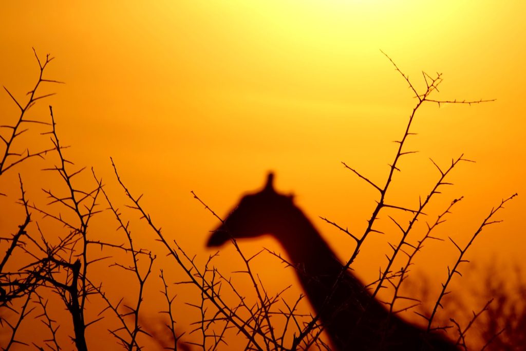 Photo of silhouette giraffe head against setting sun in Africa.
