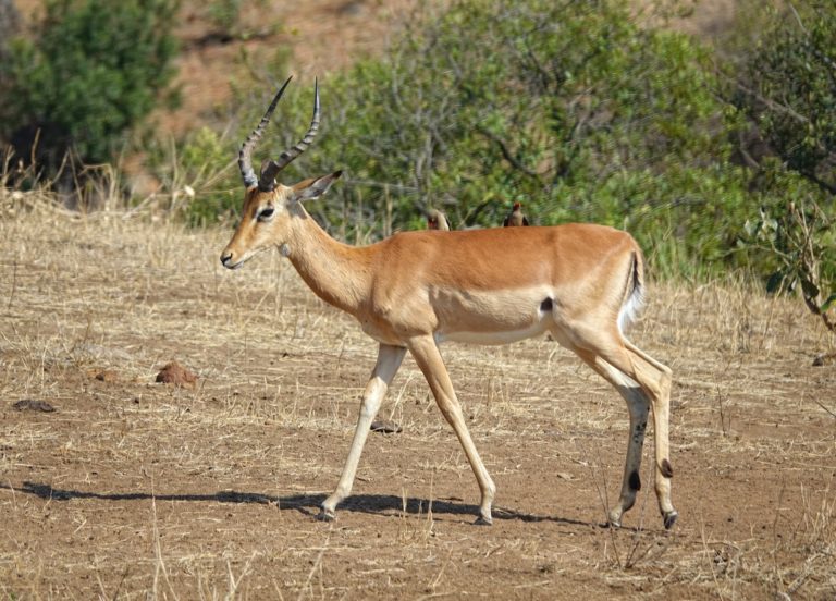 Photo of impala carrying oxpeckers in Kruger Park, South Africa.