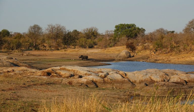 Photo of lonely rhino in Kruger Park, South Africa.
