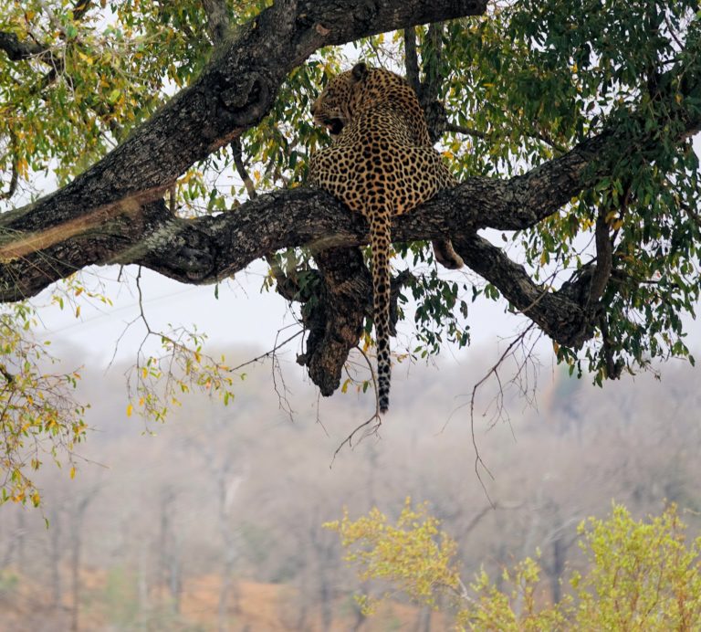 Photo of the fattest leopard ever in Kruger Park, South Africa.