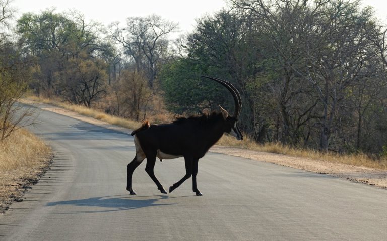Photo of sable antelope crossing a road in Kruger Park, South Africa.