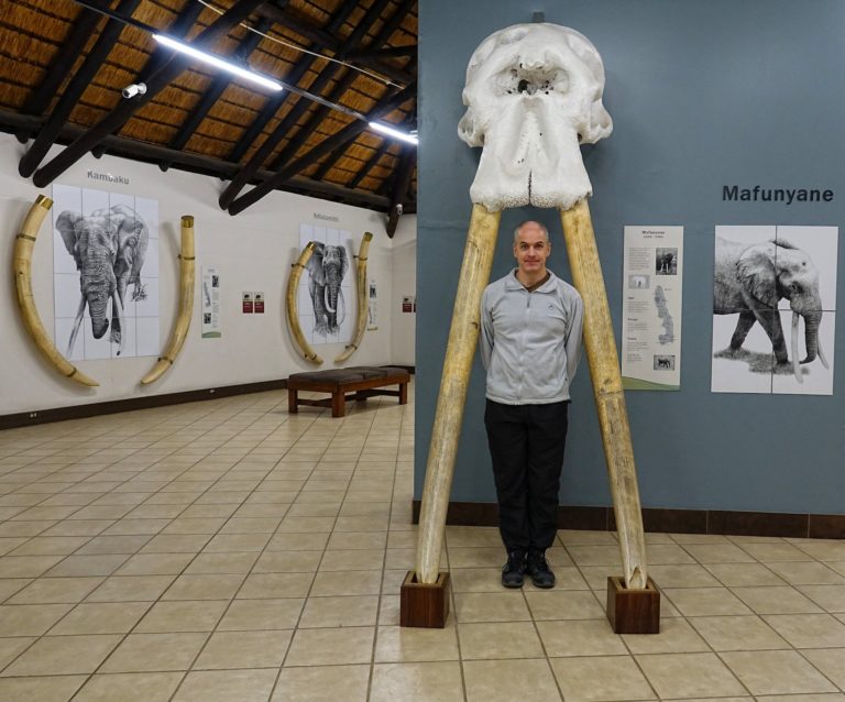Photo of large elephant tusks in Letaba Rest Camp, Kruger Park. Tourist for scale.