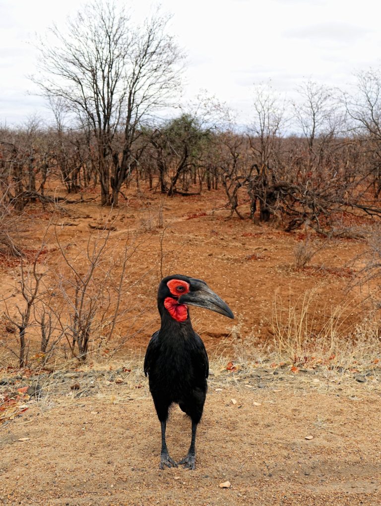 Photo of southern ground hornbill in Kruger Park, South Africa.