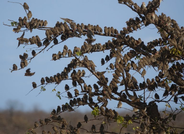Photo of large group of birds in Kruger Park, South Africa.