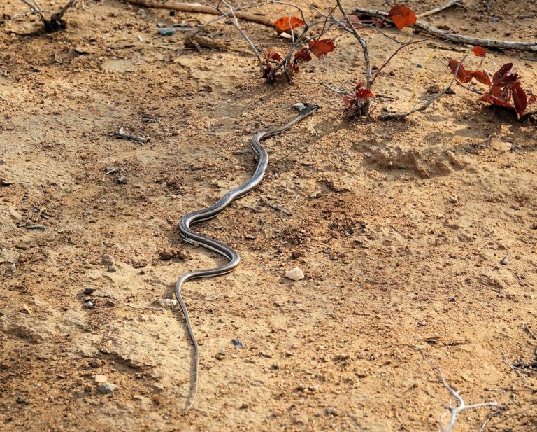 Photo of Western Yellow-bellied Sand Snake in Kruger Park, South Africa.