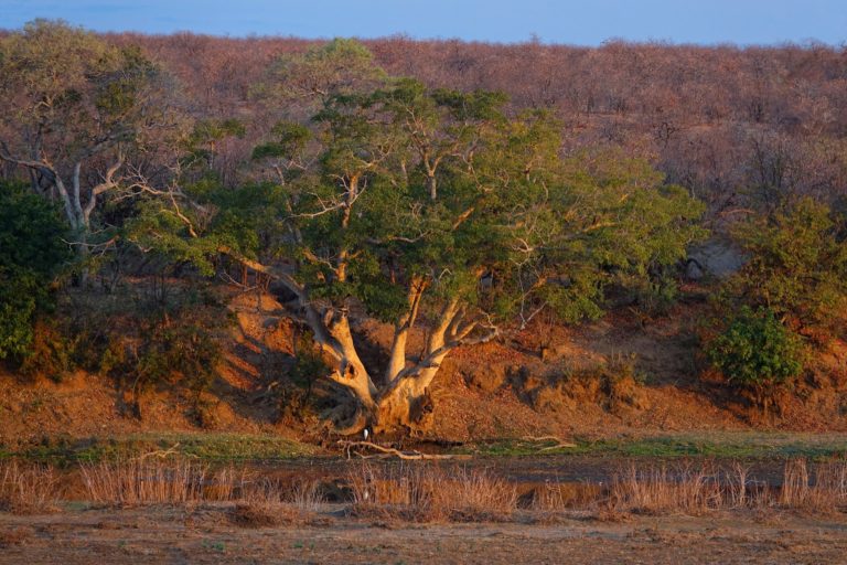 Photo of ibis in front of large tree in Kruger Park at sunset.