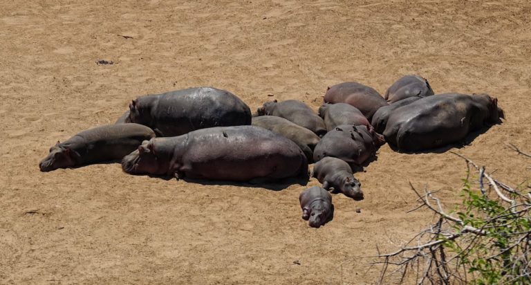 Photo of hippos sleeping in the hot sun in Kruger Park, South Africa.