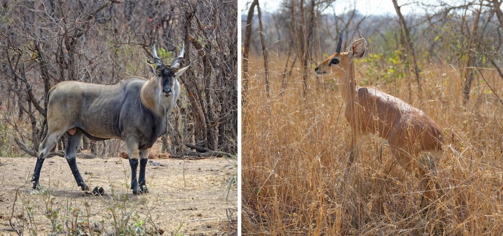 Photos of eland and steenbok in Kruger Park, South Africa.