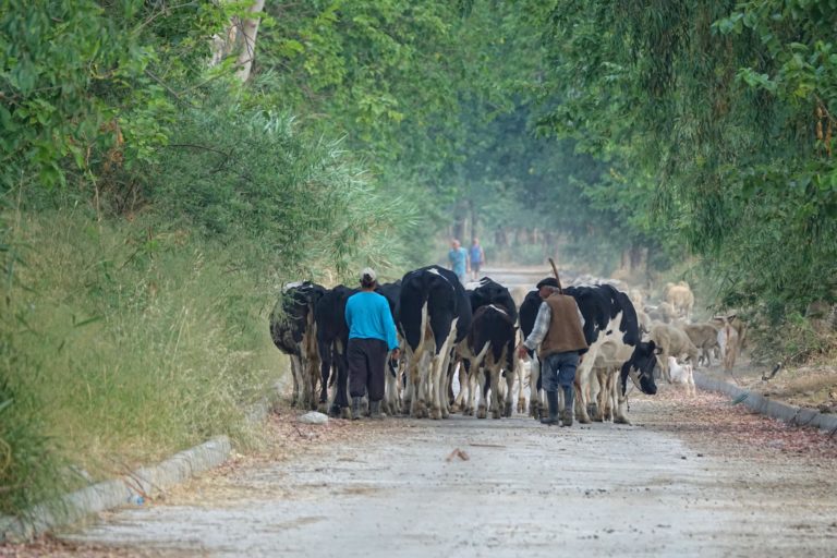 Photo of herd of cows being driven on road in Selcuk, Turkey.