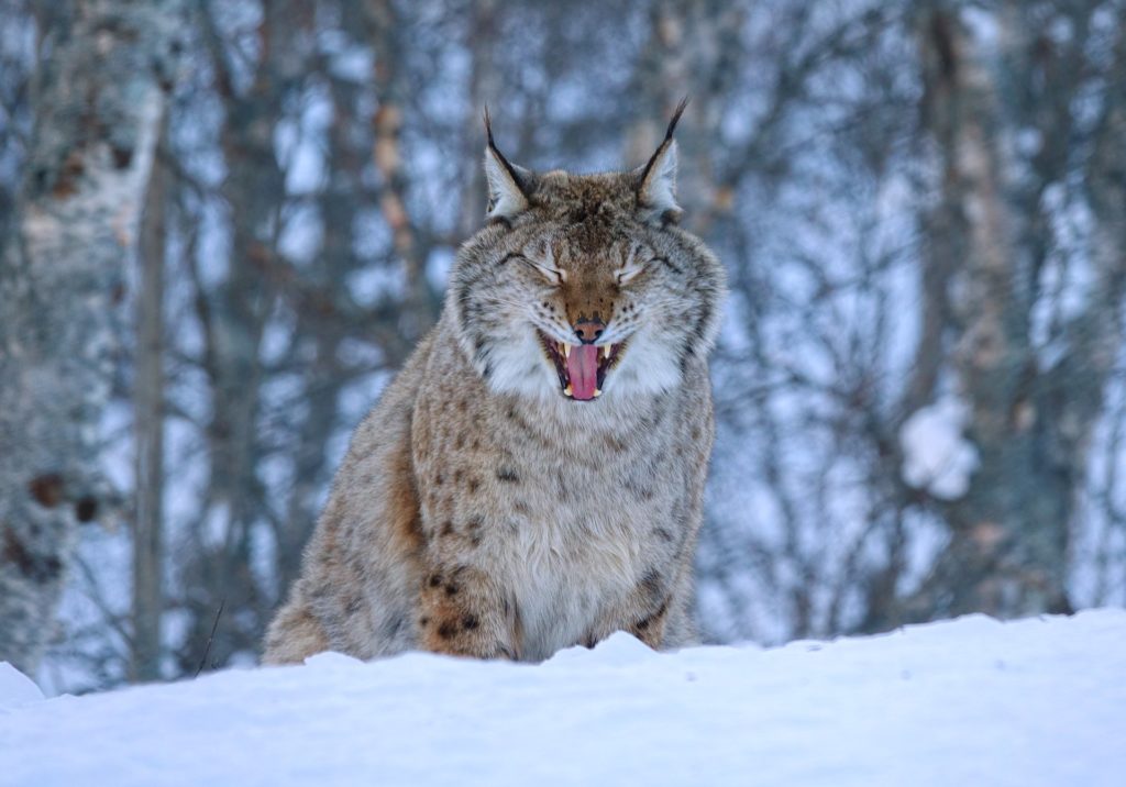 Photo of laughing lynx in Polar Park, Norway