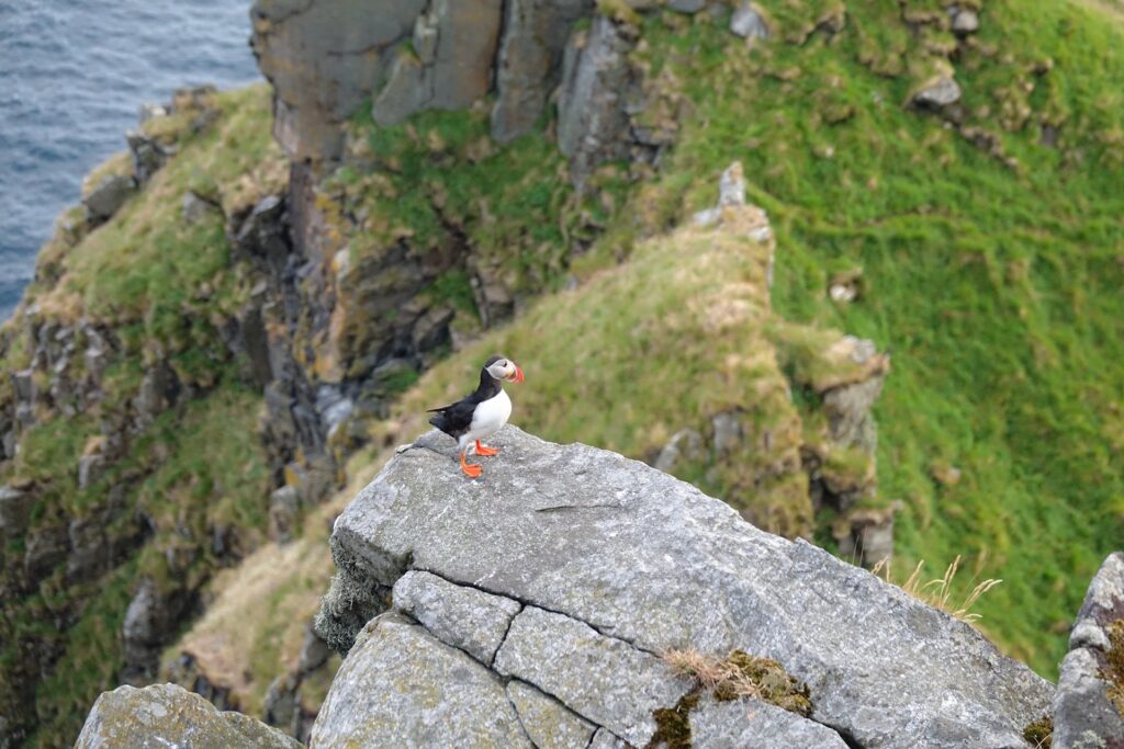 Photo of puffin posing on a rock on Runde, Norway.