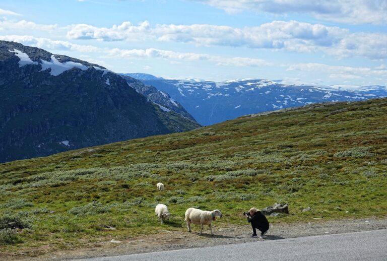 Photo of sheep photo session on Tindevegen, Norway.