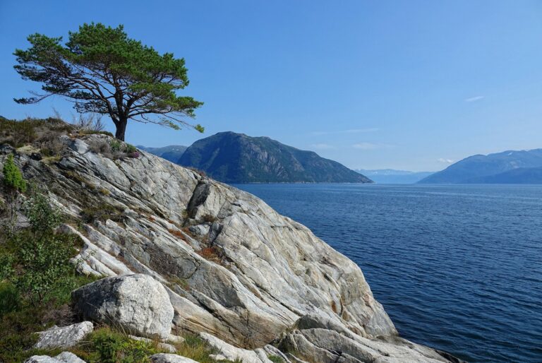 Photo of lonely pine by Sognefjorden, Norway.