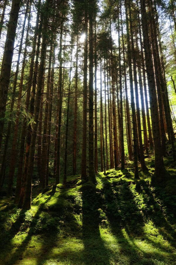 Photo of fairytale forest on Tysnesøya, Norway.