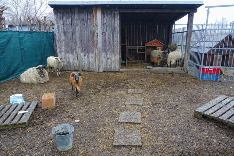 Photo of goats in Slovakia.