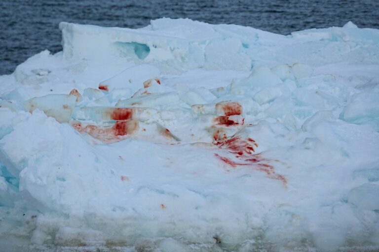 Photo of seal blood on ice in Svalbard, Norway.