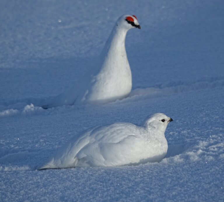 Photo of male and female Svalbard ptarmigans near the top of Fjordnibba.