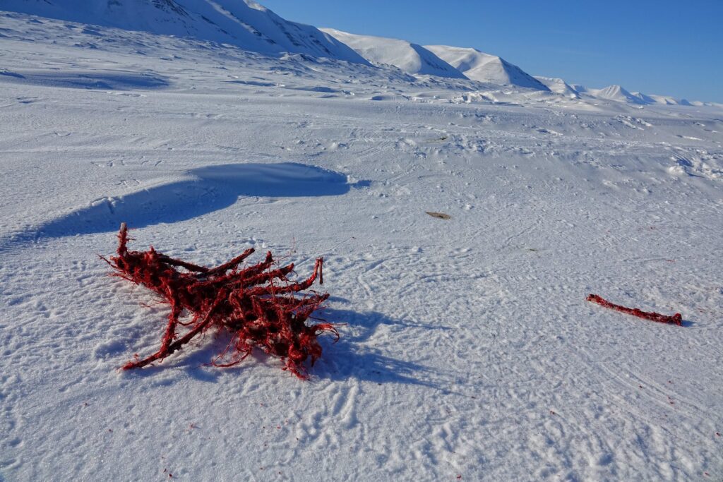Photo of seal ribs on the ice in Mohnbukta, Svalbard.