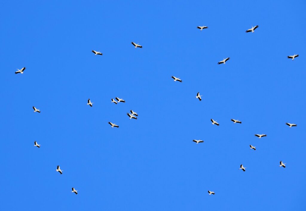 Photo of storks circling above, preparing for migration to Africa.