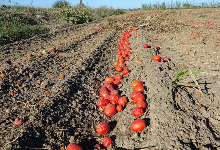 Photo of low quality tomatoes left behind to rot in the fields in Portugal.