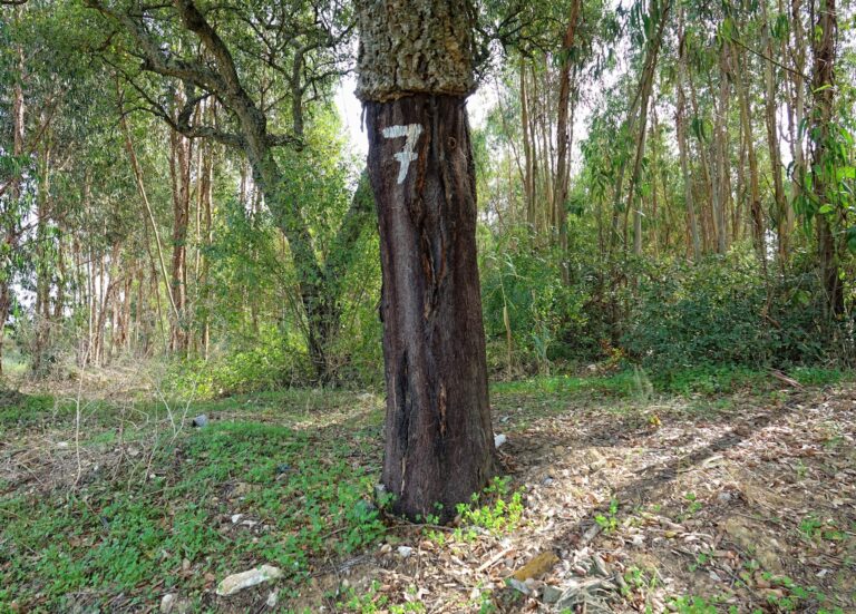 Photo of cork tree with number indicating year of last harvest on it in Portugal.