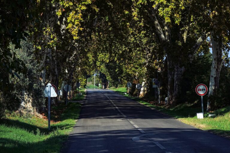 Photo of the road to Golegã, Portugal.