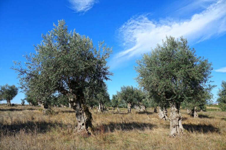Photo of old olive trees in Barquinha, Portugal.