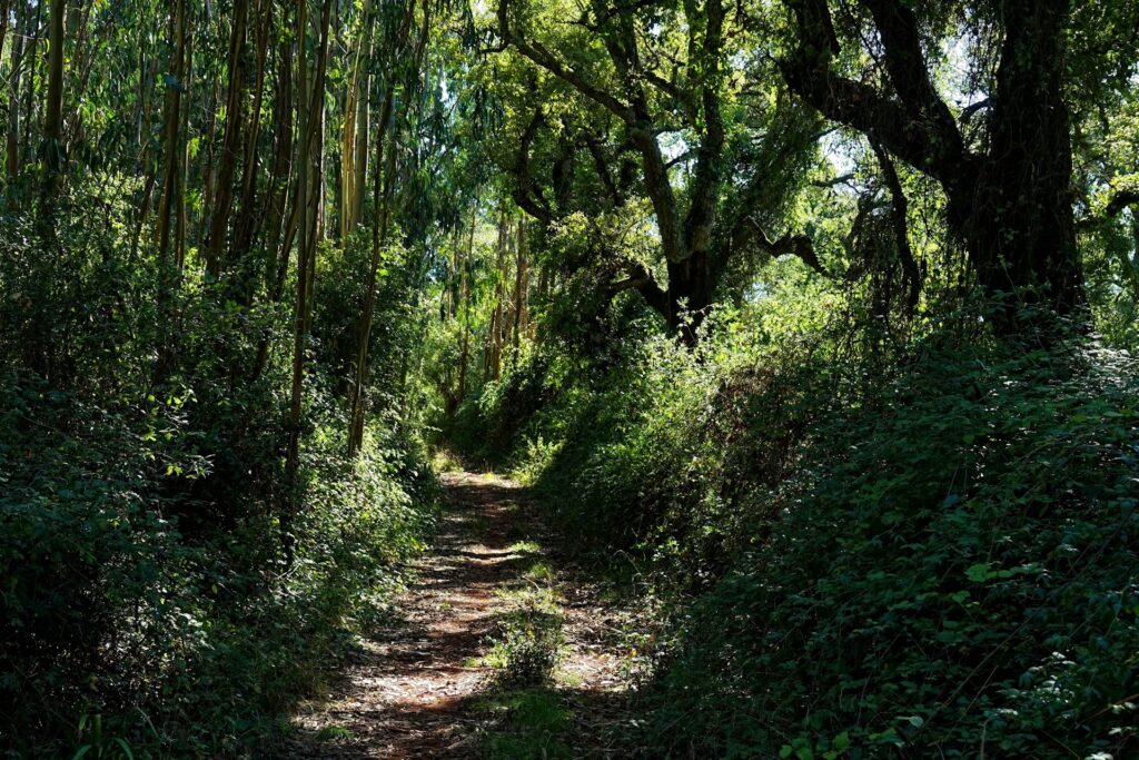 Photo of jungle-like forest on Camino de Santiago.