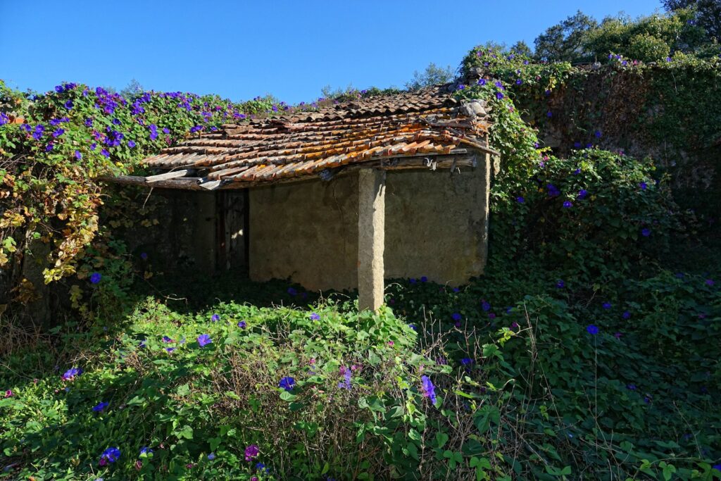 Photo of old house covered in purple flowers in Portugal.